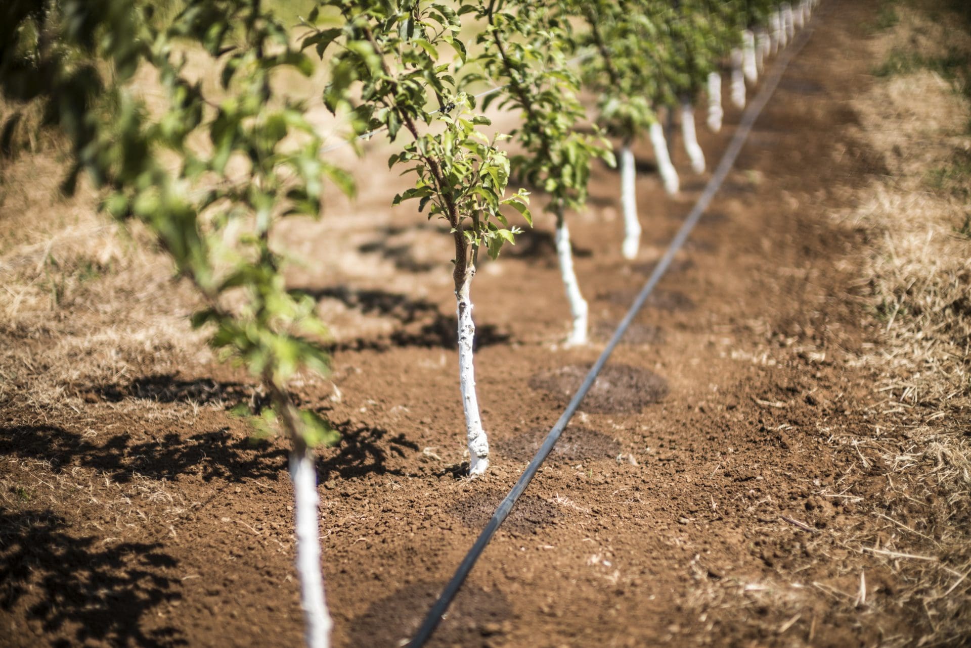 Έξυπνη Άρδευση με τον Αλγόριθμο της Agrivate: Ακρίβεια, Οικονομία και Βέλτιστη Παραγωγή