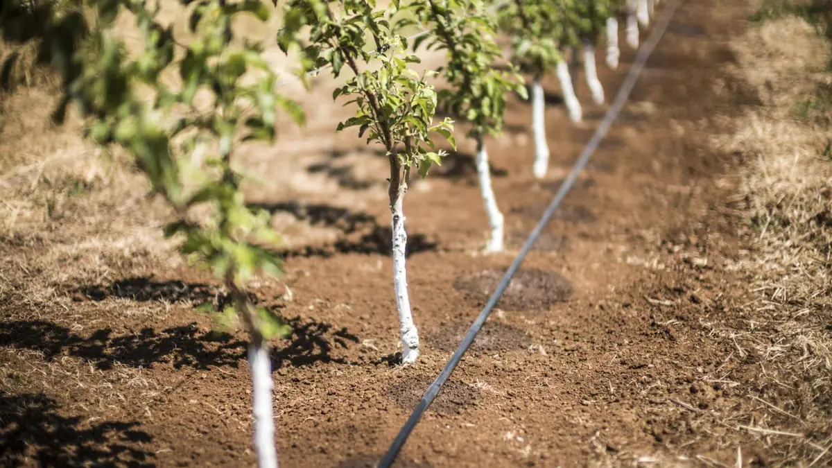 Έξυπνη Άρδευση με τον Αλγόριθμο της Agrivate: Ακρίβεια, Οικονομία και Βέλτιστη Παραγωγή